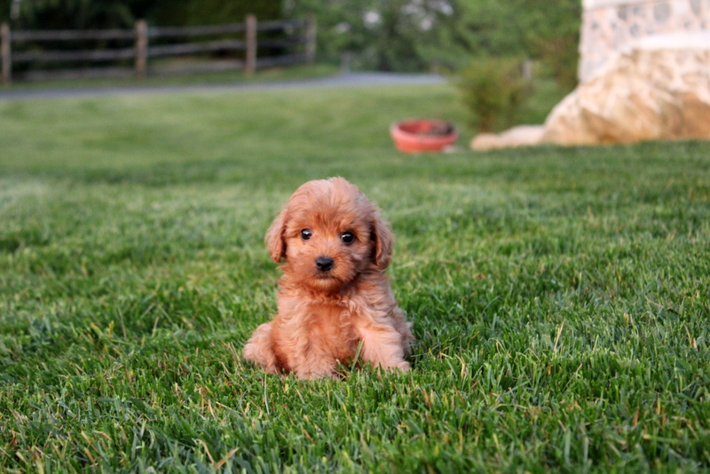 puppy, for, sale, Mini  Goldendoodle F1BB, Matthew B. Stoltzfus, dog, breeder, Gap, PA, dog-breeder, puppy-for-sale, forsale, nearby, find, puppyfind, locator, puppylocator, aca